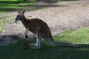 img_7209-kangaroo