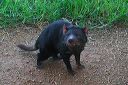img_7381-tasmanian-devil