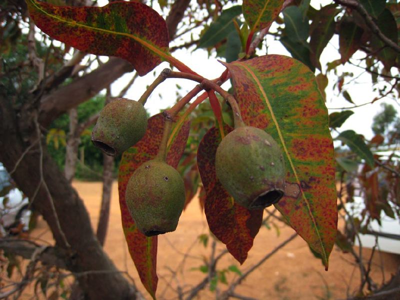 img_5237-eucalyptus-pods.jpg