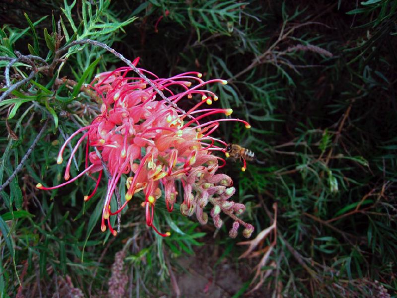 img_5285-grevillea.jpg