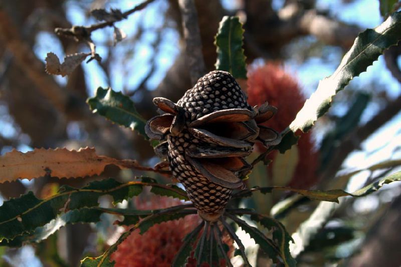 img_6978-banksia.jpg