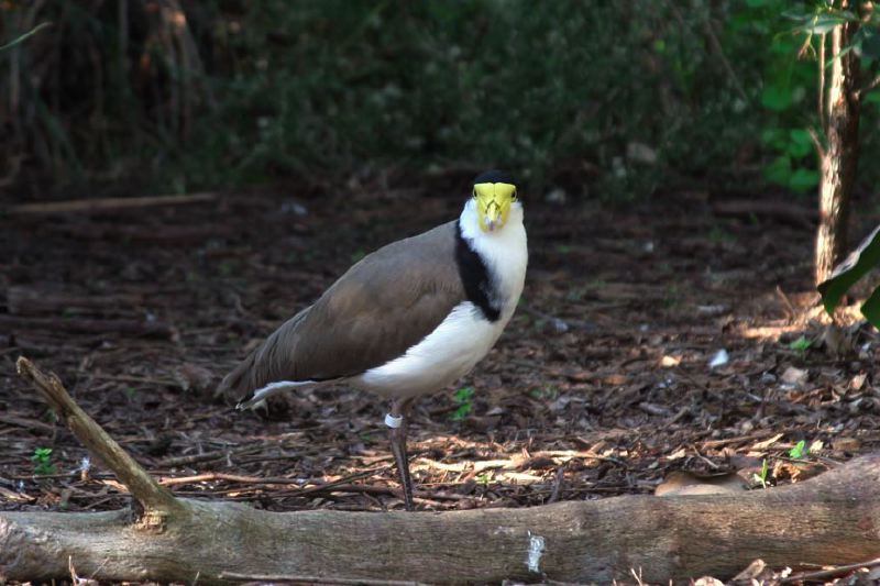 img_7047-bird-yellow-mask.jpg