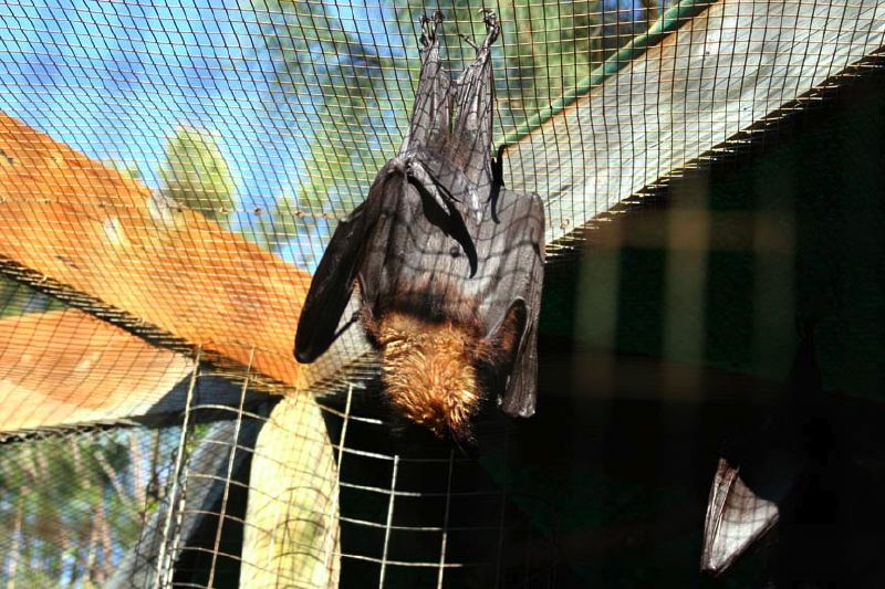 img_7089-flying-fox.jpg