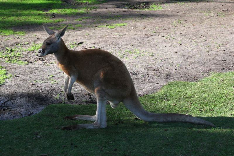 img_7209-kangaroo.jpg