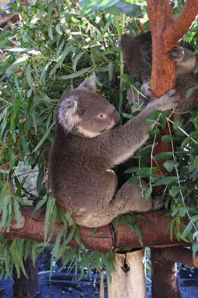 img_7322-koala.jpg