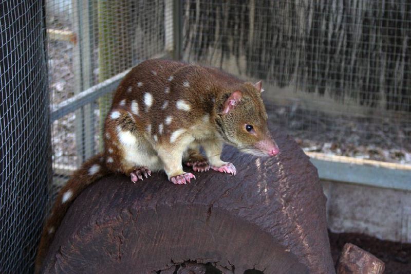 img_7353-quoll-native-cat.jpg